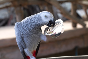 Obraz premium Gray parrot that is fun to eat