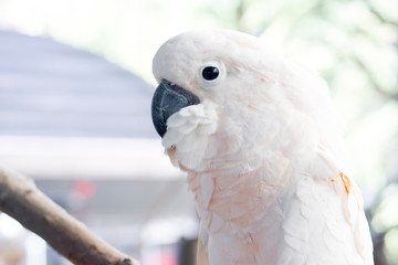White parrot with a close shot