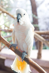 portrait of a parrot