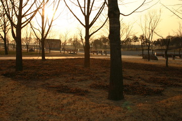 Sunset mood on the lake park