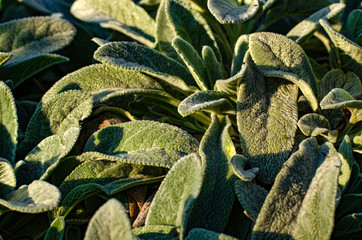 Stachys byzantina close-up with hairs on the leaves, lit by the rays of the setting sun. Macro...