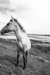 Obraz na płótnie Canvas A lone horse grazing near the lake on pasture landscape