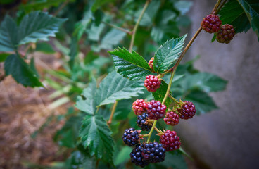 Fresh and organic dewberry, blackberry