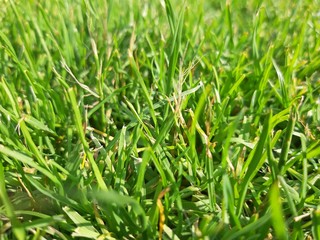 Detail of a green grass. Meadow background in Poland