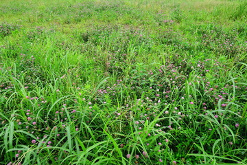 赤詰め草と白詰草咲く夏の郊外の野原風景