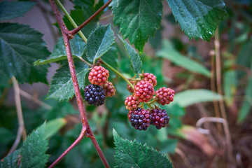 Fresh and organic dewberry, blackberry