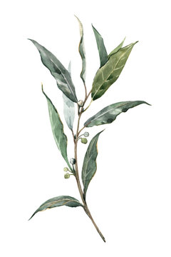 Watercolor laurel bay leaf