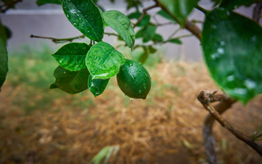 Green fresh lemon after the rain