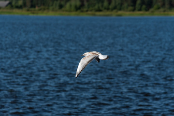 Fototapeta na wymiar Seagulls fly in the beautiful blue sky and the sea