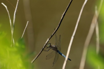 Grosse libellule bleue anisoptère