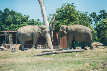 Elephants in safari Ravenna zoo Italy. Two elephants are facing each other. © alexngm