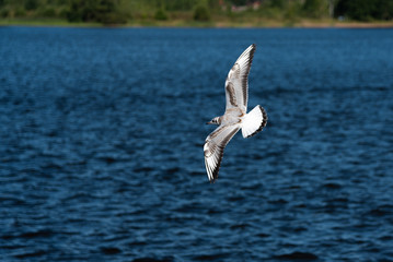 Fototapeta na wymiar Seagulls fly in the beautiful blue sky and the sea