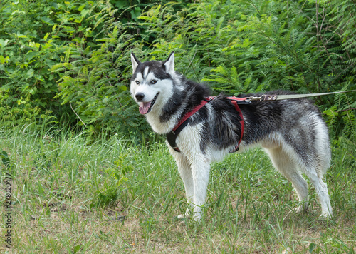 Young Siberian Husky On Leash Classic Portrait Of Dog