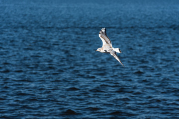 Seagulls fly in the beautiful blue sky and the sea