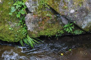 小川の苔の生えた岩に生える植物