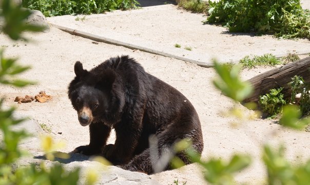 oso aentado tranquilo