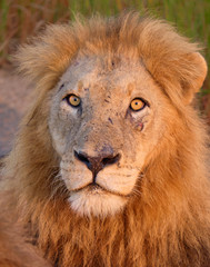 Head shot of a male lion looking straight at the camera.  Animal has a small inury under the left eye