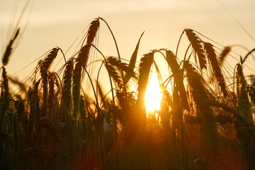 getreide, sonnenaufgang