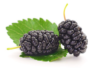 Mulberries fruit and leaves.