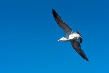 Seagulls fly in the beautiful blue sky