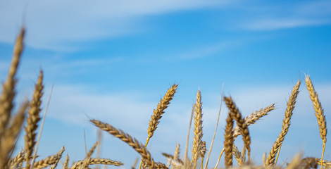 Golden wheat field and Sunny day, background ripening ears of yellow wheat field and blue sky, close-up, the idea of a rich harvest, farming business