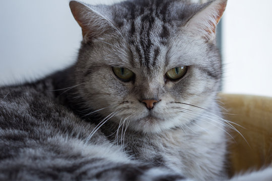 Macro photo of a British cat. Yellow eyes and plush gray wool