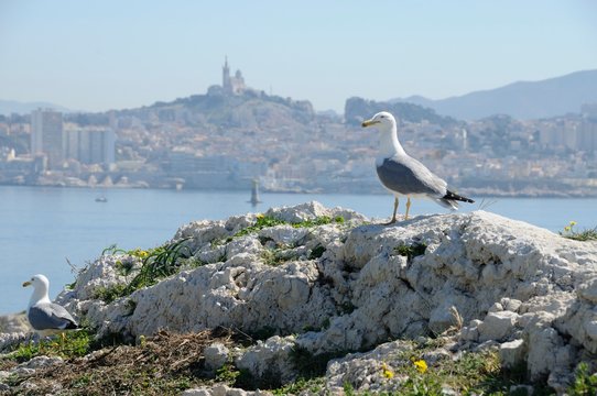 Seagull in a rock with the sea and the cathedral Notre Dame de La Garde in background