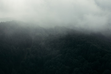 Wald Stimmung im Nebel 