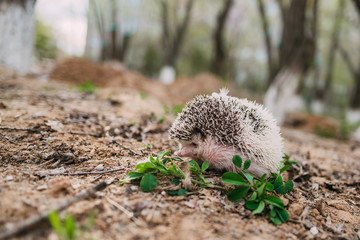 hedgehog in the spring on walk © chudashka