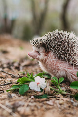 hedgehog in the spring on walk