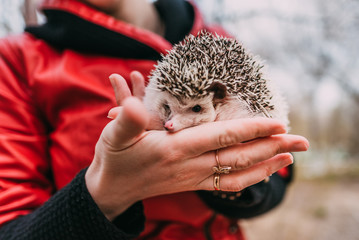 hedgehog in hands in the spring