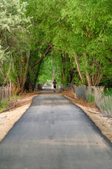 Man running on a road with a canopy of vibrant green foliage on a sunny day