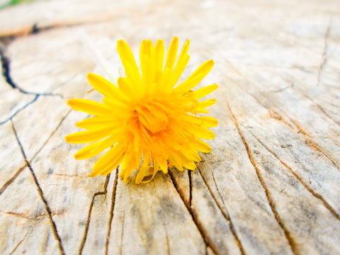 Yellow dandelion on a wooden table. background image