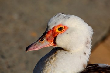 portrait of a duck