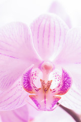 Naklejka na ściany i meble A flower of a magnificent pink orchid close up. Selective focus. Vertical frame. Fresh flowers natural background macro.