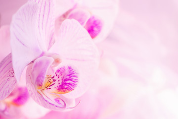 A flower of magnificent pink orchid close up. Selective focus. Horizontal frame. Fresh flowers natural background macro.