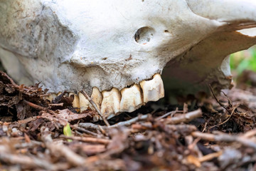 Close up of teeth attached to the white skull of a dead animal in the forest