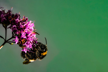 Bumblebee on a flower of wild mint
