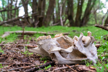 White skull of a dead animal in the wilderness against blurred tree trunks