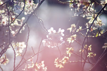 Cherry blossom flowers gleaming in the sun