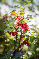Red currants bush with berries