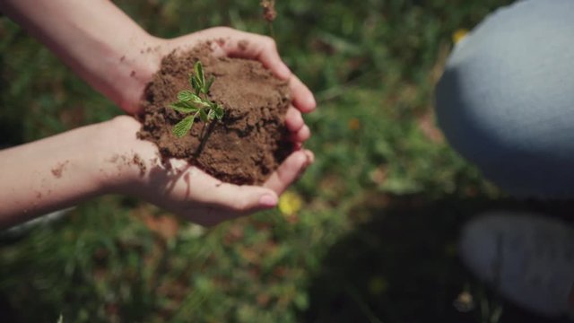 Eco-friendly concept. Close-up view of woman hands holding soil with a young green plant seedling above the ground. People planting trees in the park in summer.