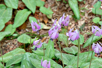 Growing of wild dogtooth violet in Japan
