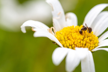 Obraz premium Une fourmi butine sur une marguerite