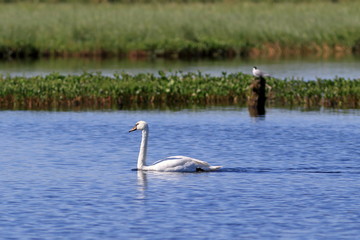 Cygnus olor. Mute Swan swims on the lake on the Yamal Peninsula