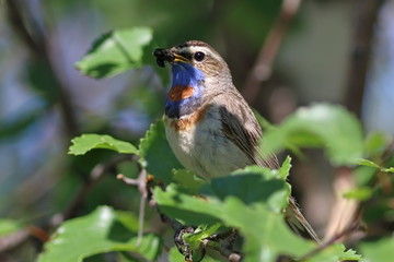 Luscinia svecica pallidogularis. Male bluethroats holding in its beak an insect