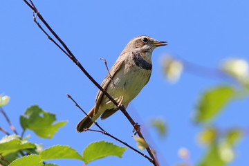 Luscinia svecica pallidogularis. Beautiful female bluethroats in the summer on the background of blue sky