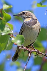 Luscinia svecica pallidogularis. Beautiful female bluethroats in the summer in Northern Siberia