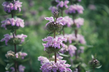 Phlomis tuberosa. Flowers of Phlomoides tuberosa. Honey plant. Kazakhstan.