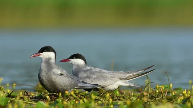 Whiskered tern on a nest with chicks